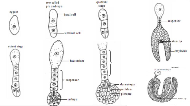 Development of dicot embryo