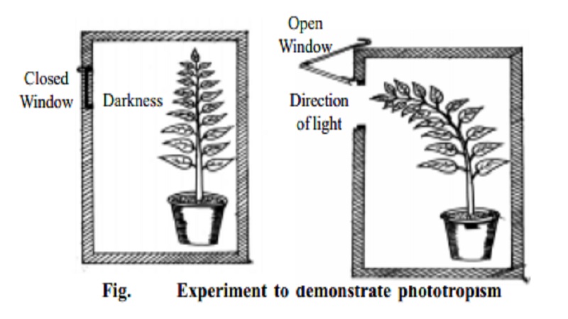 Phototropism And Turgor Growth Movements