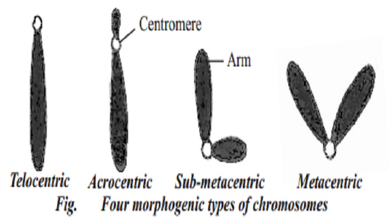 Types of chromosomes