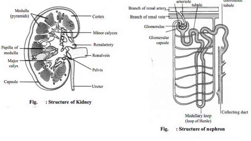 Structure of the Kidney and Nephron