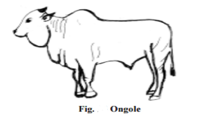 Dual purpose Cattle breeds - Ongole : Nellore