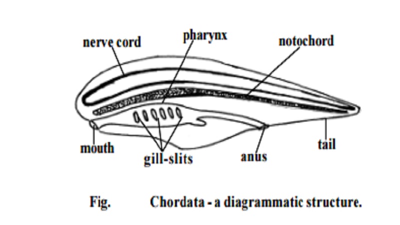 Phylum Chordata and Diversity and General Characters of Chordates