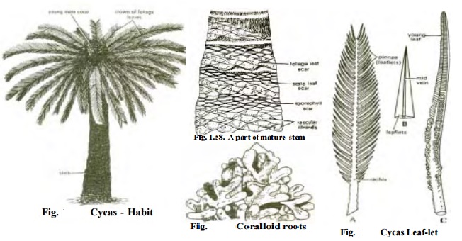 Cycas - Morphology of sporophyte