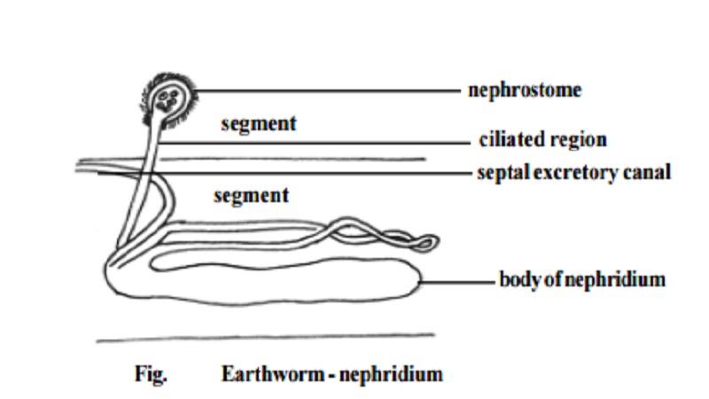 Earthworm : Excretory System