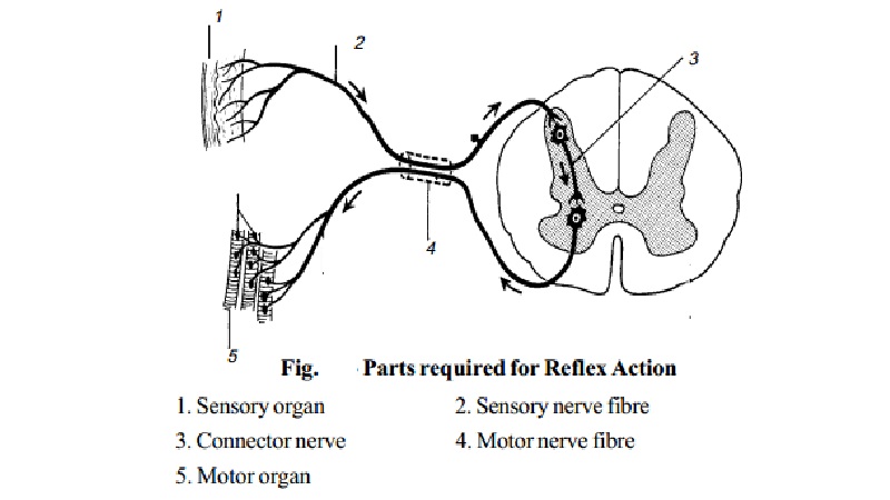 Muscle Reflex action - conditioned and unconditioned reflex