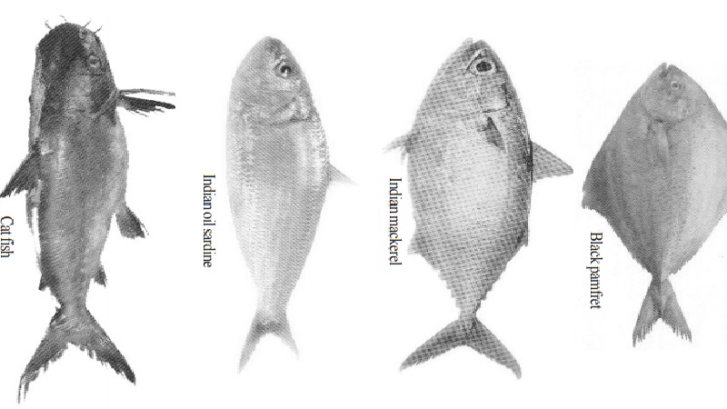 Pisciculture : Characters of cultivable fish