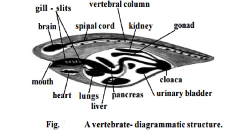 Sub phylum : Vertebrata (Craniata) and Classification of Vertebrata - Class : Pisces and Tetrapoda