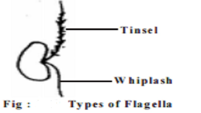Algea : Arranagement of Flagella