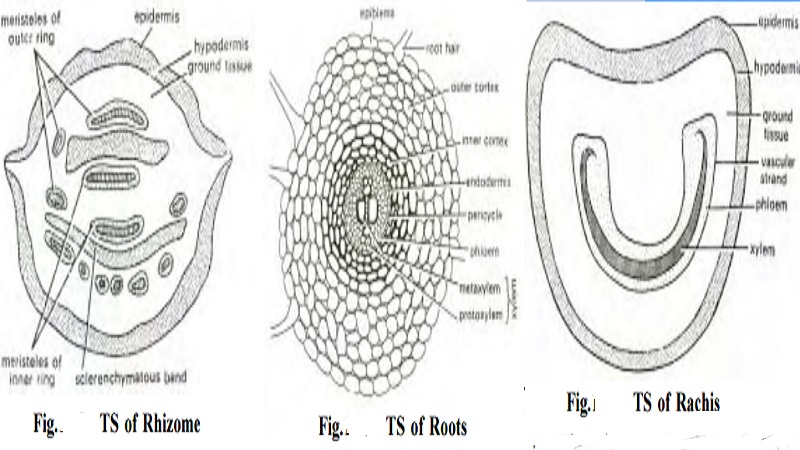 Anatomy of Nephrolepsis