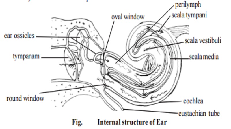 EAR - Some Information
