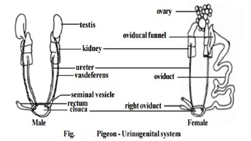 Pigeon - Urinogenital system and Male, Female reproductive organs