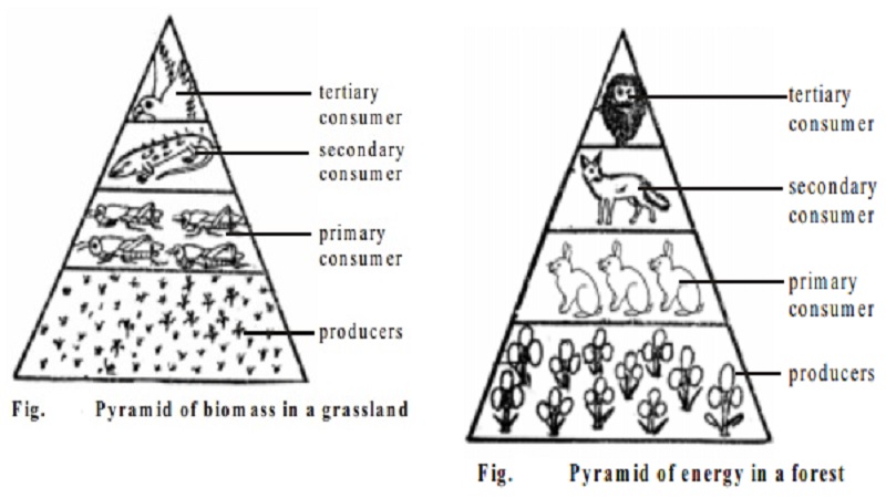 Ecological Pyramids : The pyramid of numbers, biomass, energy