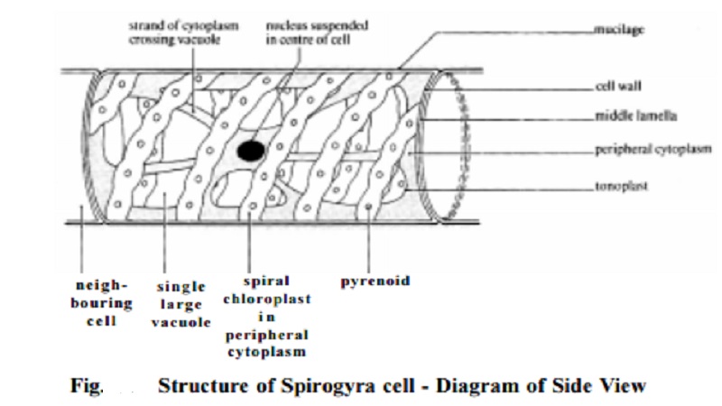Spirogyra : Detail, Occurrence, Structure