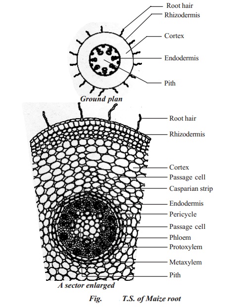 Primary structure of monocotyledonous root - Maize root