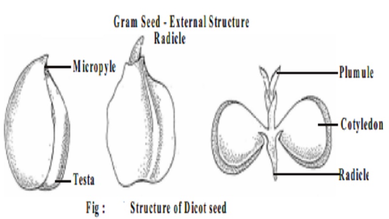Structure and Types of Seed