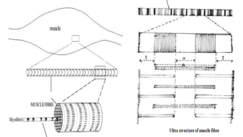 Structure of a skeletal muscle, sarcomere