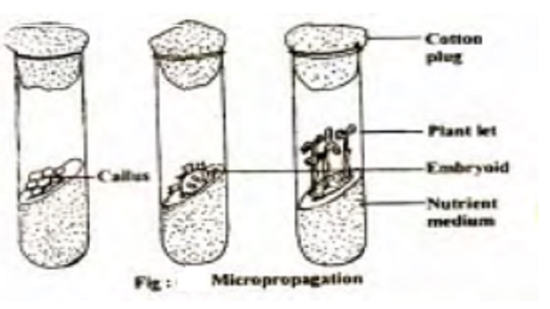 Reproduction in Angiosperm : Micropropagation