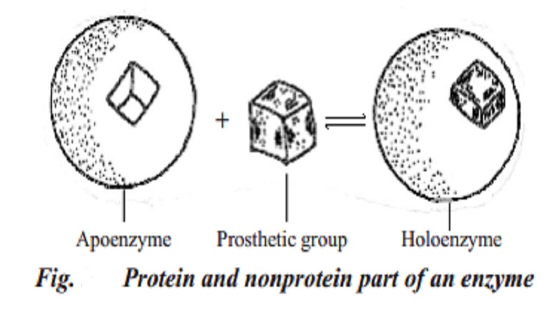Enzymes : Classification, Properties of Enzymes