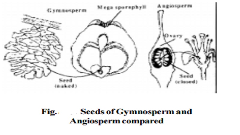 Classification and Characteristic of Spermatophytes(Gymnosperms)