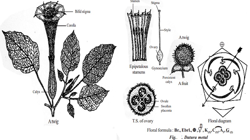 Botanical description and Economic importance of Datura metal