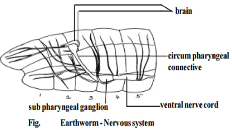 Earthworm : Nervous System
