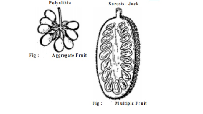 aggregate and multiple or composite fruits