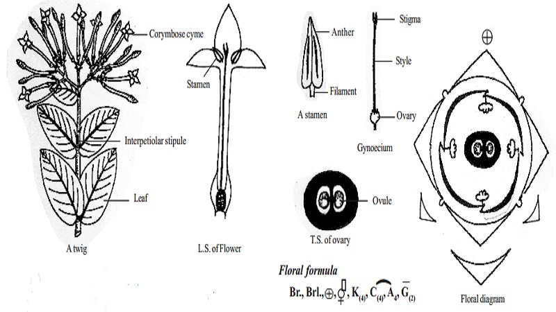 Botanical description and Economic Importance of Ixora coccinea