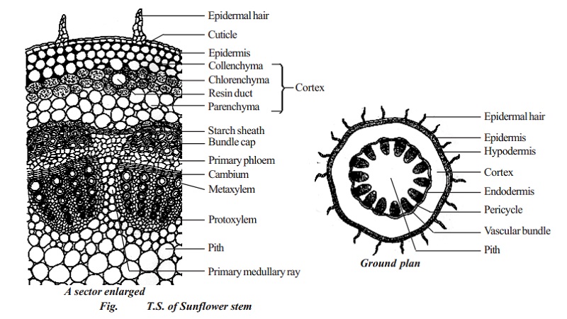 Primary structure of dicotyledonous stem - Sunflower stem