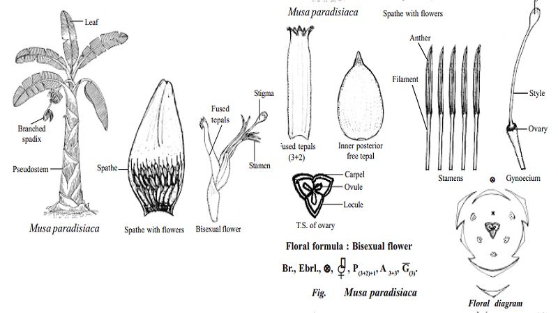 Botanical description and Economical importance of Musa paradisiaca