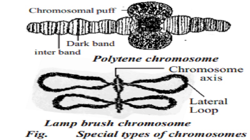 Special types of chromosomes