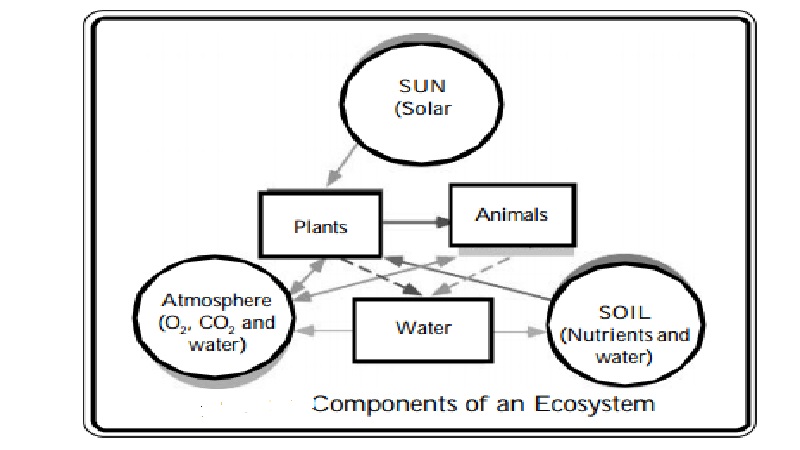 Major Components of an Ecosystem and Ecosystem Types
