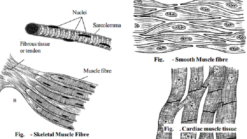 Types of muscle tissues
