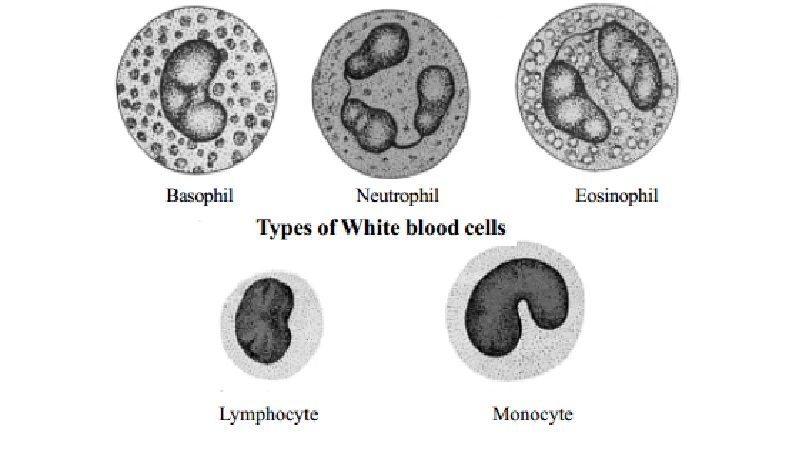 White blood cells(W.B.C or Leucocytes) and Leucocytosis