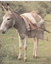 A MERCHANT AND HIS DONKEY
