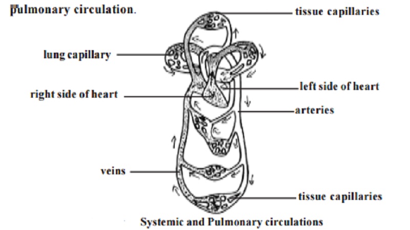 The Human Circulatory System - Systemic and Pulmonary circulations - Pulmonary circulation, Systemic circulation, Portal circulation