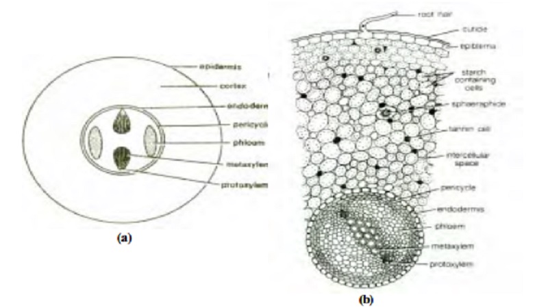 Anatomy of Cycas
