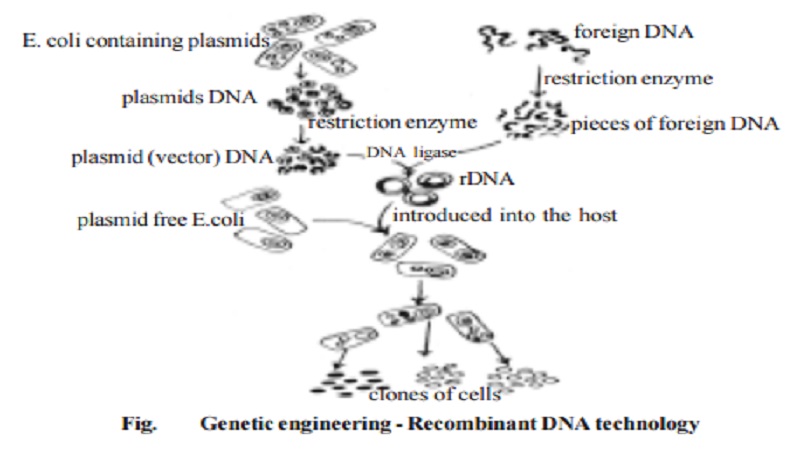 Genetic Engineering  (Recombinant DNA Technology)