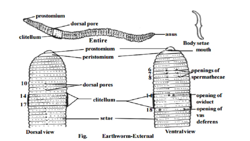 Earthworm : External features , External apertures