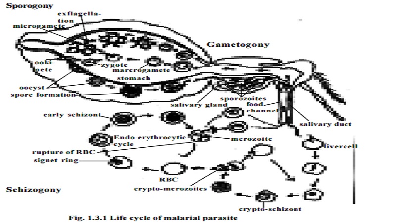 Life cycle in the mosquito - sporogony