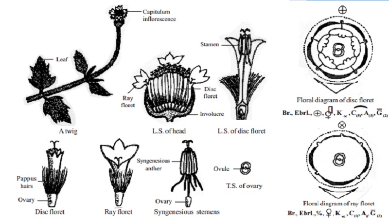 Botanical description and Economic importance of Tridax procumbens