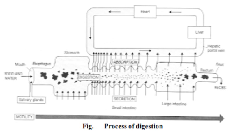 The digestive system and The process of digestion