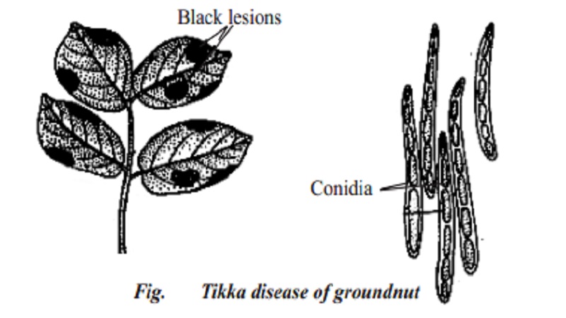 Plant Tikka disease in Groundnut or peanut - Arachis hypogea