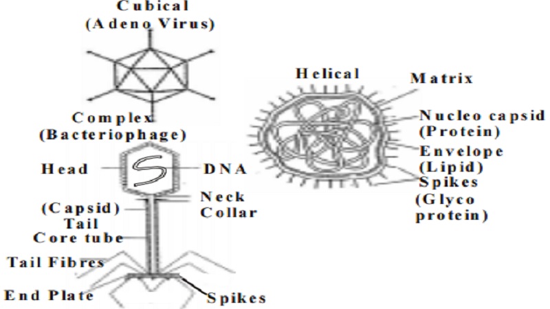 Viruses - Introduction And General characteristics
