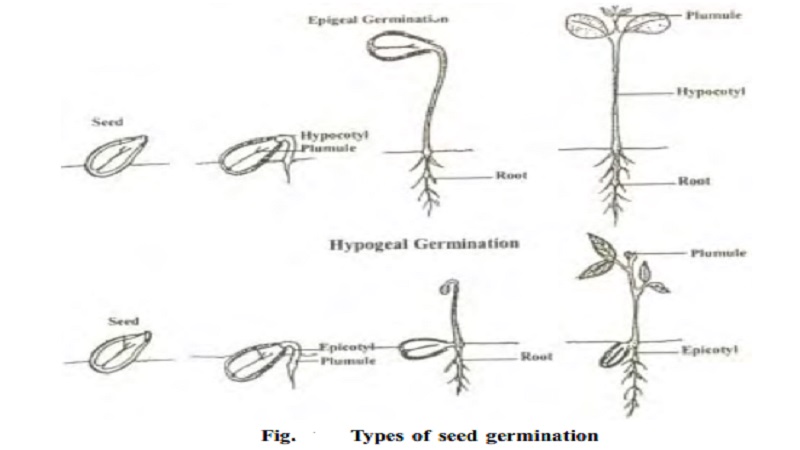 Types of seed germination : Epigeal, Hypogeal germination, Vivipary