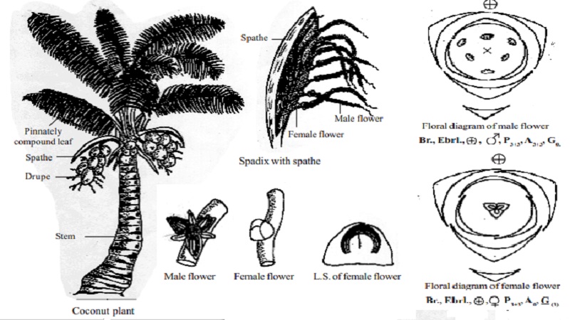 Botanical description and Economic importance of Cocos nucifera
