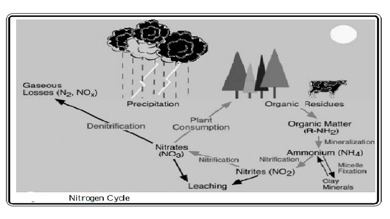 The Nitrogen Cycle