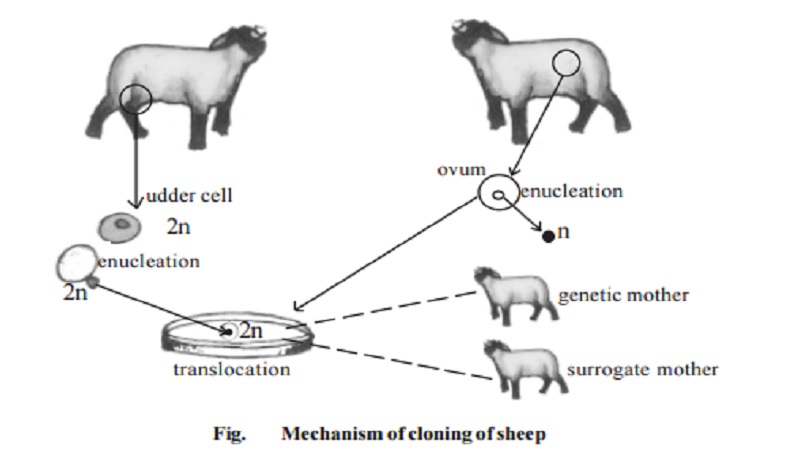 Cloning : Differentiation, Cloning of Sheep (Mechanism), Ethical Issues, Merits and Demerits of cloning