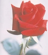 THE PROUD RED ROSE
