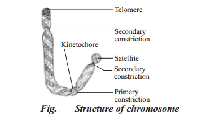 Structure of chromosome