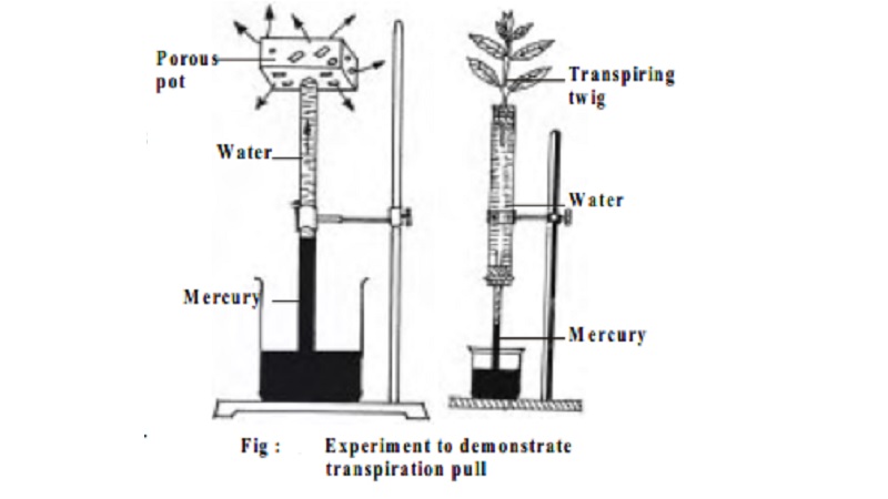 Transpiration Pull Theory in plant water transport